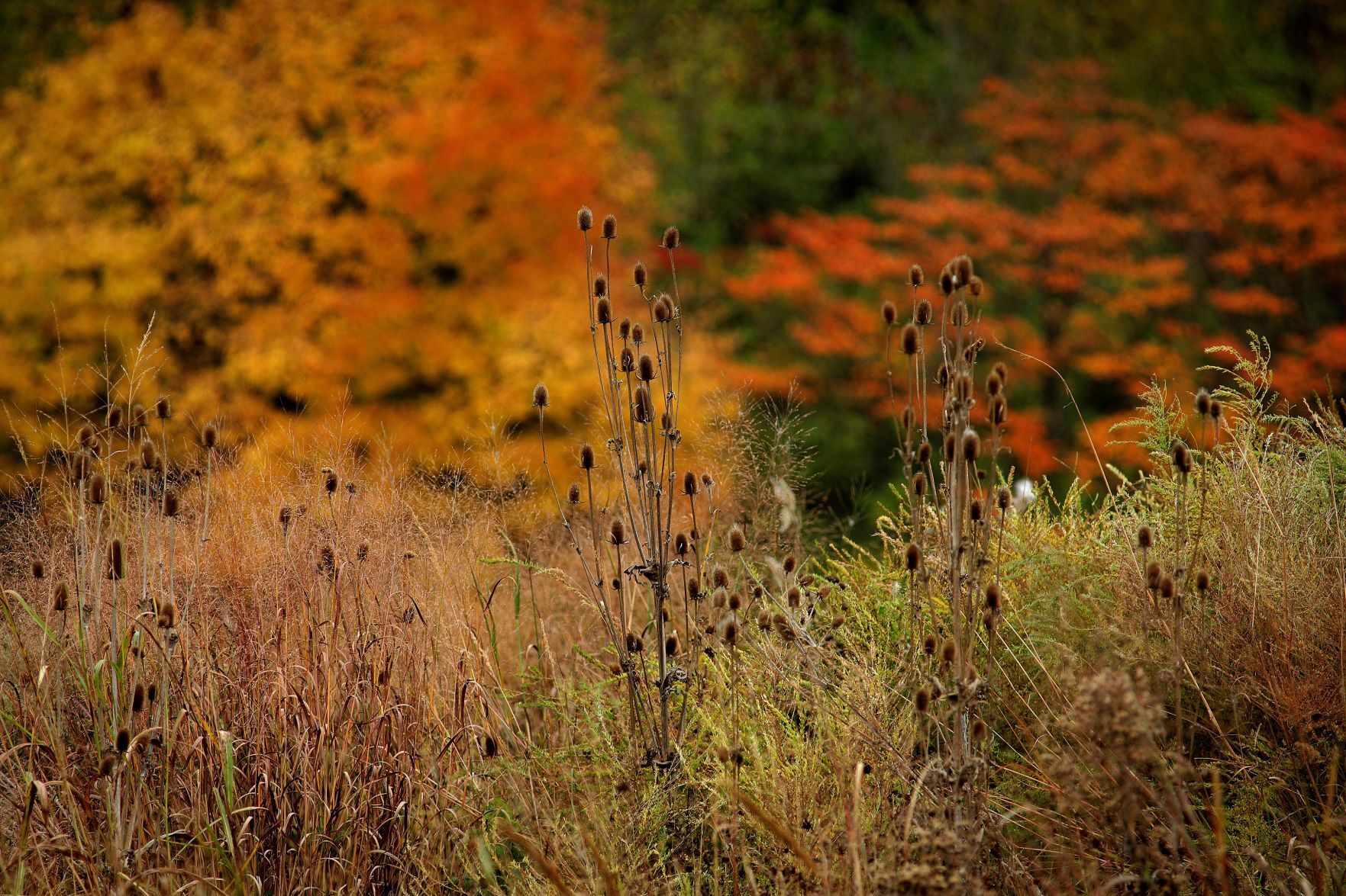 Fall colors 2020